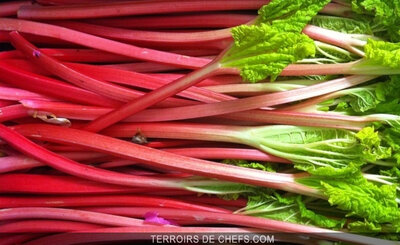 Rhubarbe