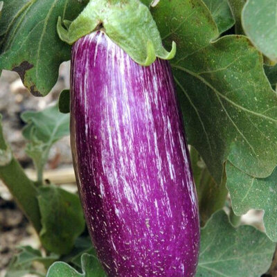 Aubergine striée blanche et violett
