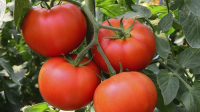 Tomates rondes
