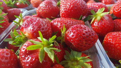 Fraises 500g