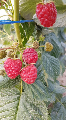 Framboises 250g
