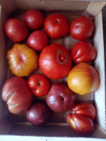 Tomates variétés anciennes