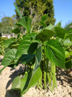 Haricots verts très fins