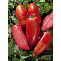 Tomate bellandine