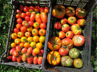 Tomate mélange (hors cerise)