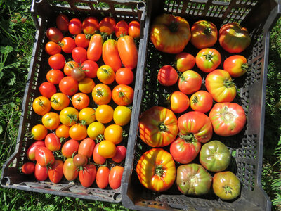 Tomate mélange (hors cerise)