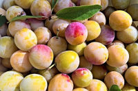 Mirabelles bio de lorraine