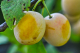Mirabelles bio de lorraine - image 2