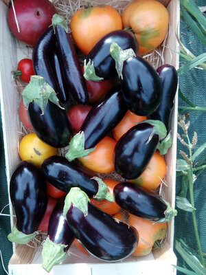 Colis ratatouille 100% bio