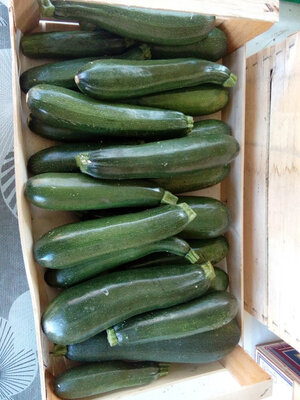 Courgette 100% bio