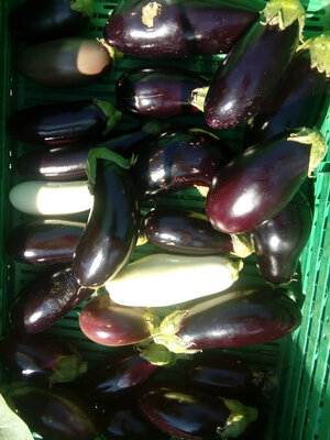 Aubergines 100% bio