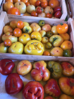 Mix tomates anciennes