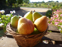 Poire précoce de trévoux 55/60
