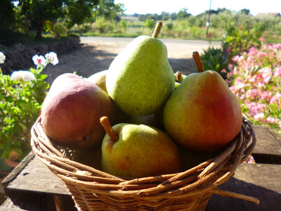 Poire précoce de trévoux 60/65