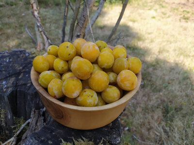 Mirabelles