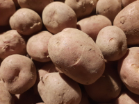 Pomme de terre var. dalida