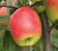 Pomme delbar estivale, la caisse