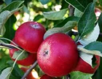 Pommes akane, la caisse