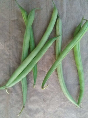 Haricots verts filet