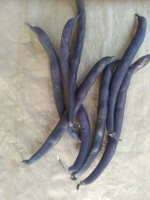 Haricots violets filet