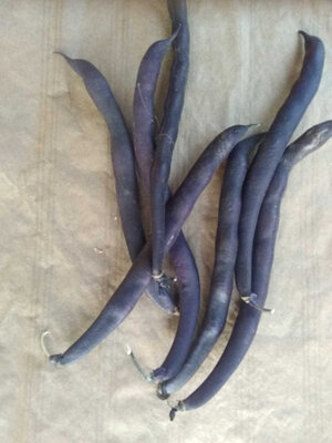 Haricots violets filet