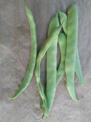 Haricots plats verts