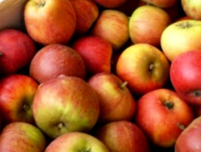 Pomme reine des reinettes