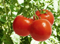 Tomates rondes bio