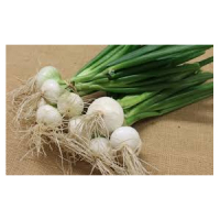 Oignons blanc frais