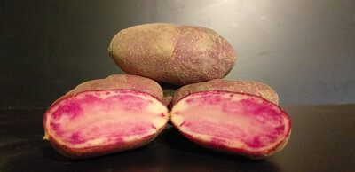 Pomme de terre rouge des flandres