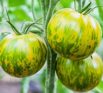 Tomates green zebra bio