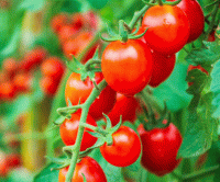 Tomates cerises bio