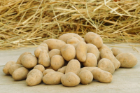 Chair ferme grenaille 2,5kg