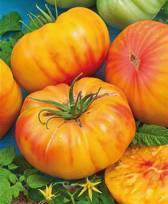Tomates ananas bio
