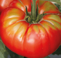 Tomates buffalo steak bio