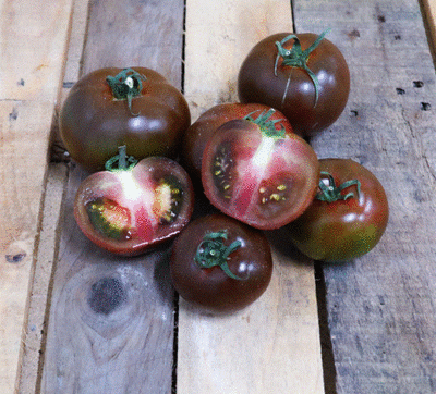 Tomates cacao bio