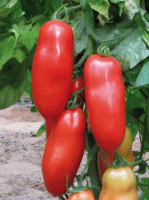 Tomates cornues des andes