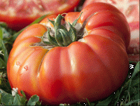 Grosse tomate à farcir bio