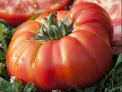 Grosse tomate à farcir bio