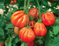 Tomates aumonières bio