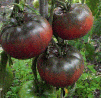 Tomates noire de crimée bio
