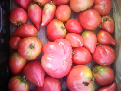 Coueurs de boueuf
