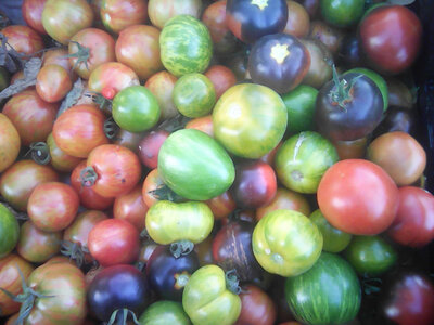Tomates de couleurs