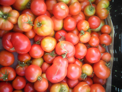 Tomate rouge ronde