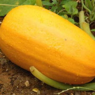 Courge spaghetti