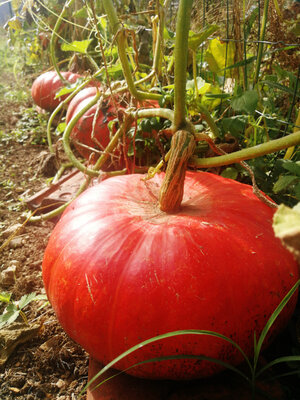 Citrouille
