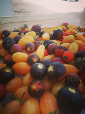 Tomate cerise/coktail