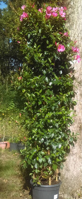 Dipladenia hauteur 2 metres