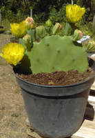 Opuntia inermis - oponce rustique -