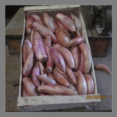 Oignon long du poitou